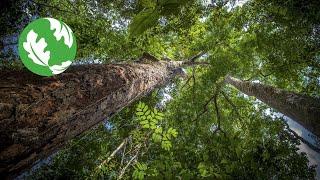 Nature's Climate Solution