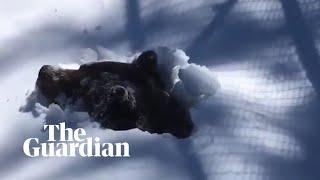 Ranger captures moment grizzly bear emerges from hibernation in Canada