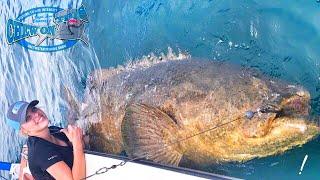 Operating Nurse Fishing For Monster Fish in Florida - Sharks and Goliath Grouper From Texas