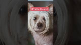 Top 10 Best Hairless Dog Breeds   #shorts