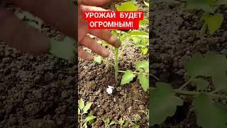 Как правильно пасынковать томаты Как удалить пасынки с томатов Пасынкование томатов в теплице