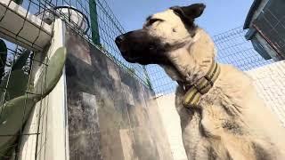 Kangal, Hirtenhund 16 Monate in Alanya Antalya, Türkei, 5. März 2025 Kangal Dogs