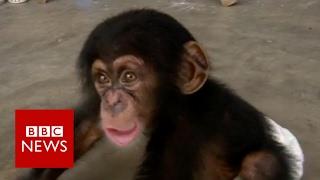 Secret trade in baby chimps - BBC News
