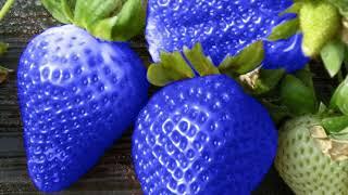 Blue strawberries