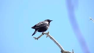 Red-winged blackbird singing and grooming on a branch. Pike Lake, SK 2021-06-05