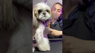 Shih Tzu glow-up #grooming #DashaGrooming