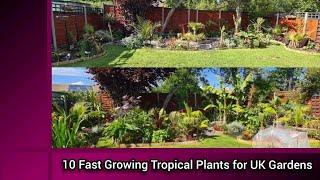 10 Fast Growing Tropical Plants for UK Gardens