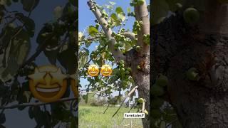 Farm tree  #youtube#shorts #shortsfeed #tree #treelovers #plants #plantlover#farmslife #fruit#fyp