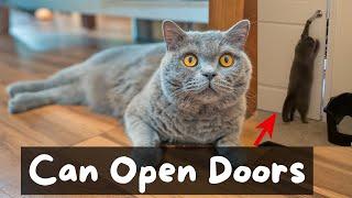 Things to Know Before Getting a British Shorthair Cat | The Cat Butler