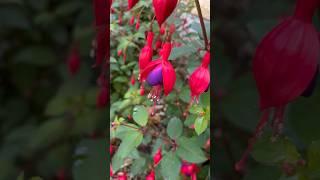 Fuchsia magellanica/Фуксия магелланская/#shorts