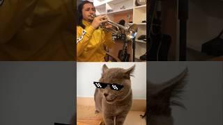 Most Viral Cat Song  #cat