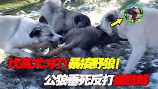 坎高犬出息了！3打1把野狼咬的鲜血淋漓，野狼垂死反打被肢解！