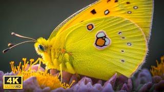 Enjoy Colorful Butterfly Collection in 4K Video Ultra HD with Relaxing Music