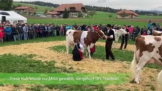 Jubiläum: 75 Jahre Viehzuchtverein Bütschel