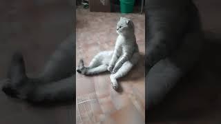 Кот устал после НГ.