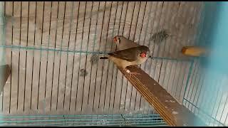 2B jumbo finch available in delhi || jumbo finch || GS Birds Info