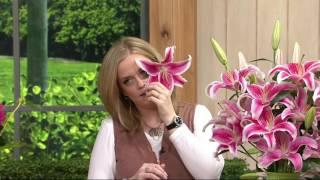 Roberta's 12 or 96 piece Fragrant Oriental Lily Mix on QVC