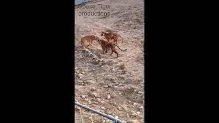 Lion vs Tiger [QUEEN AND FATTIES]