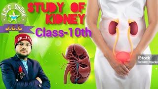 Study of kidney