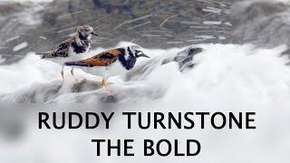 RUDDY TURNSTONE, THE BOLD