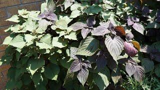 Drying Shiso For Tea