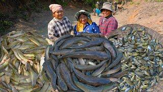 Catch Fish in the Pond Rice Field and Cooking Special Fish Recipes for All Villagers