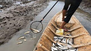 Fishing In Vietnam | Kích Bầy Cá Lóc Ngàn Con Trong Vuông Tôm