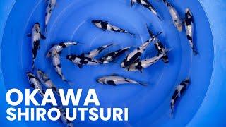 Mastering Okawa Shiro Utsuri: Tips and Techniques for Selecting the Best Koi Fish | Part 1