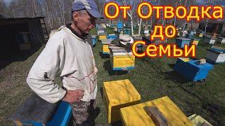 От Отводка До Пчелосемьи. Часть 1, Карника Пешец