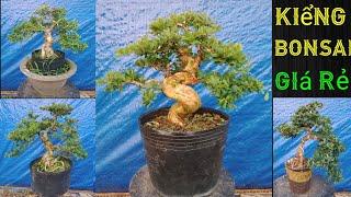 13/4. đủ loại kiểng Bonsai giá rẻ,, Cần Giao lưu,, Bao Ship toàn quốc ️ 0977129441