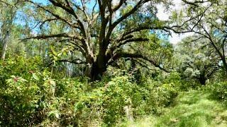 Hiking in Goethe State Forest