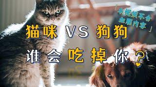 狗狗还是猫咪？谁会在你死后吃·掉·你？  #宠物  #猫  #萌宠  #冷知识  【泛心事务所】