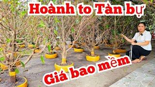 Tuyết Minh O36878364O mai giảo Thủ Đức 13/11 miền tây tôi yêu (@MaivàngQuêdừa)