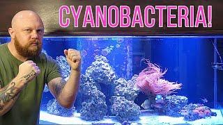 Cyanobacteria: Battling this Menace in Your Saltwater Aquarium