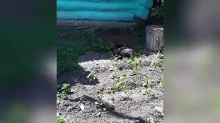 #приколы#смешныеживотные#кролик#прожорливыйпреступник