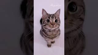 #cat #kitten #catlover , #cutecat #cute #trending #viralvideos