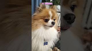#форвет #шпиц #померанскийшпиц #игра #юмор #милота #пушистики #пуська