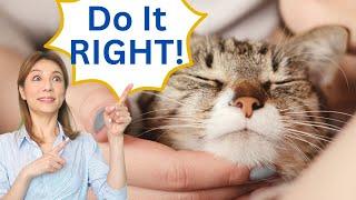 How To Take Care Of Cats For Beginners