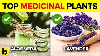 12 Most Powerful Medicinal Plants With Science Backed Health Benefits