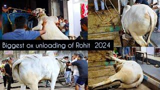 Biggest OX unloading video of Rohit 2024 #cowunloading #shorts #viral #petsdeewangi