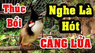 Chào Mào Kích Bổi Lên Lửa!.. Luyện Chào Mào Hót Đấu + Chào Mào Kích Trống Hót Căng Lửa. chào mào đấu