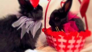 SomeBUNNY loves you  (w/ Lady Gaga) - Valentines