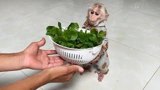 What a surprise! Monkey Luk picks vegetables to help Thang prepare meals