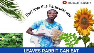 Best leaves you can feed to your rabbit #rabbit #rabbitfarm #leaves