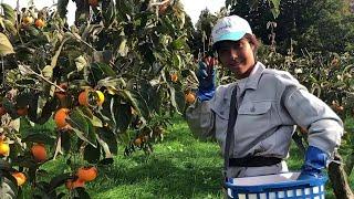 Kaki: The Miracle Japanese Persimmon Farm Harvesting