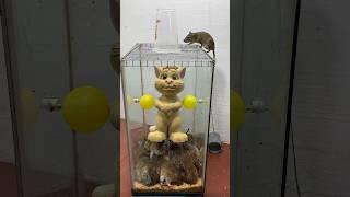 Great mouse trap idea from plastic cat/Mouse trap 2#rat #rattrap #mouse #mousetrap