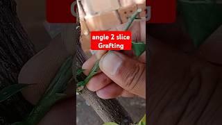 angle 2 slice grafting #grafting #graftingtechnique #sambungpucuk #howtografting