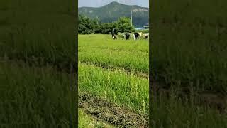 유기농도라지잡초제거 고랑잡초 무인관리기 #무인관리기 #도라지 #유기농도라지 #영동도라지 #doraji #황금도라지 #도라지재배법 #잡초제거 #친환경도라지 #친환경농업 #유기농업