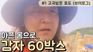 한국 오자마자 감자 60박스 캐는 뉴질랜드 세아이의 엄마.. 병원은 잠시 미뤘습니다..