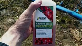 Всё о выращивании клубники. Агроном клубничник.